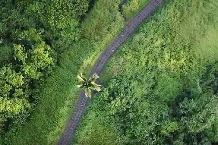 Bali Ubud Herbal Ridge Walk Private Tour - by En-Dag image