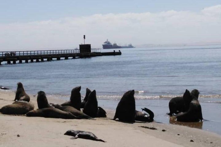 Pelican Point Seal Colony 4x4 Tour image