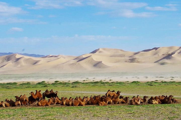 Colors of Gobi 7 days trip image