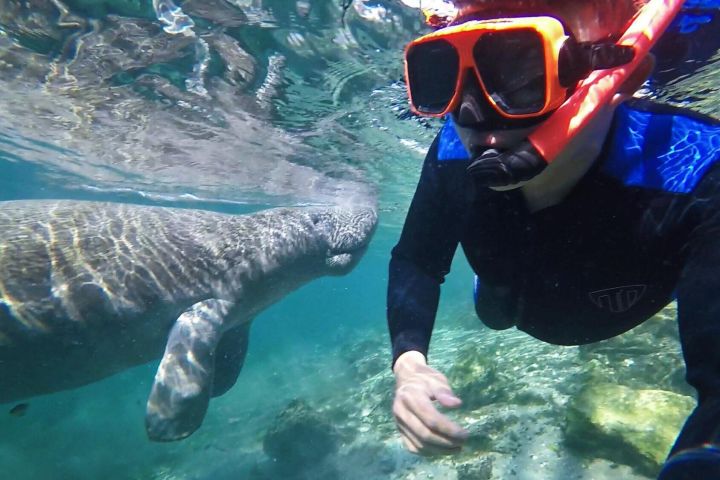 Crystal River Manatee Swim Tour image