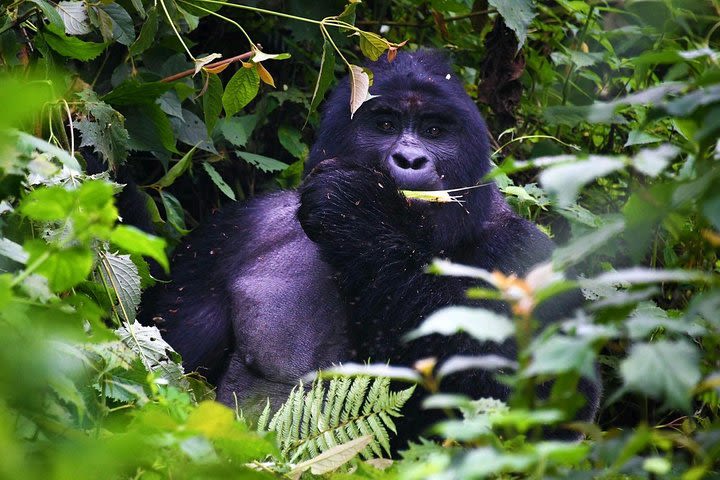 Gorilla Trek image