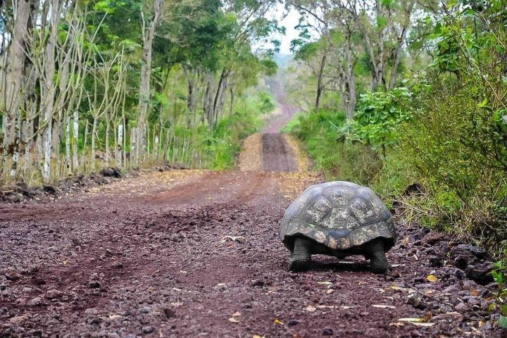 Quito and Galapagos 5-Day Adventure image
