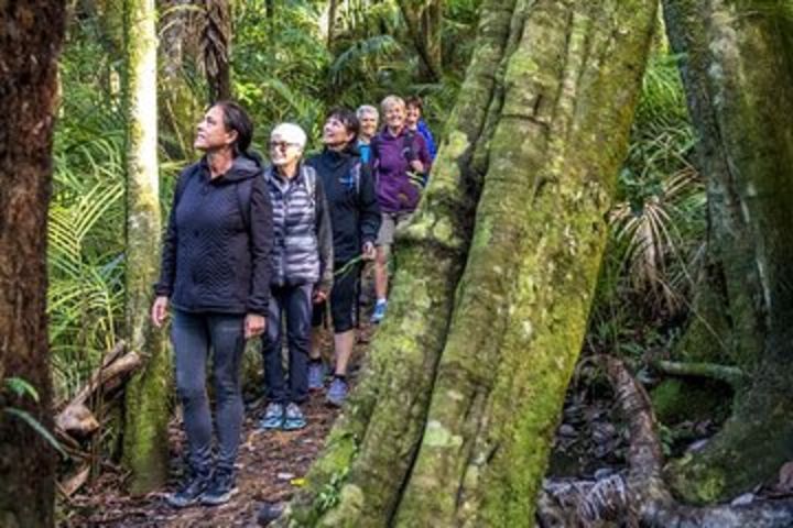 Private Forest Therapy Walk on Waiheke Island image