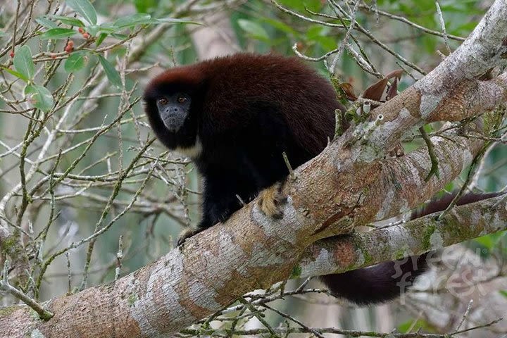 Cuyabeno Wild Reserve image