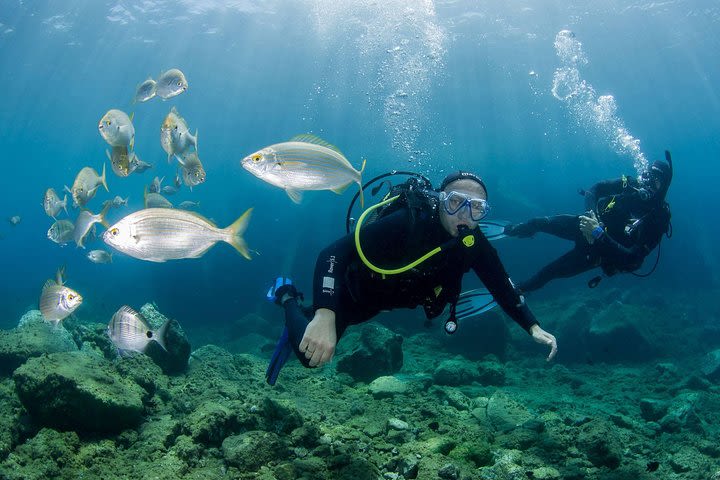 Discover Scuba Diving in Puerto de Mogan image