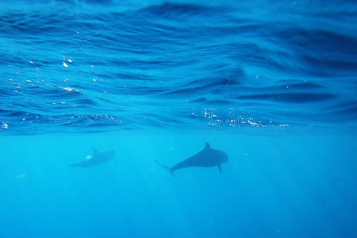 Dolphin Watching Tour image