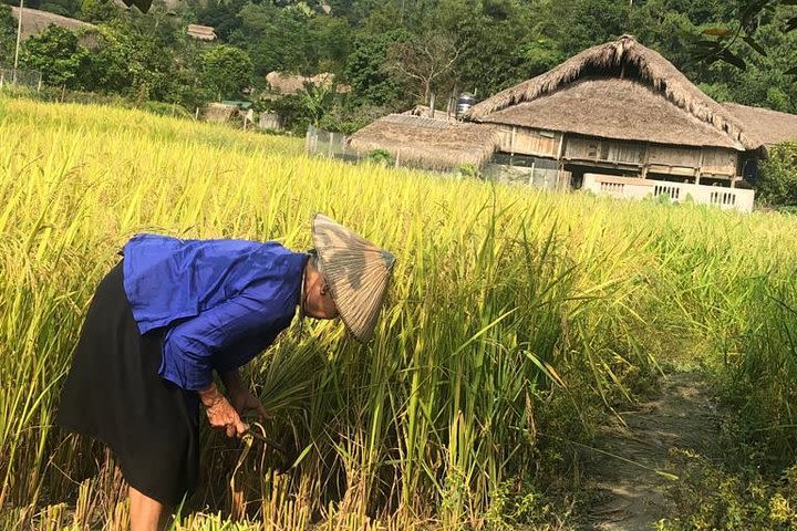 A Day Trip Ha Giang: Farming with Local People  image