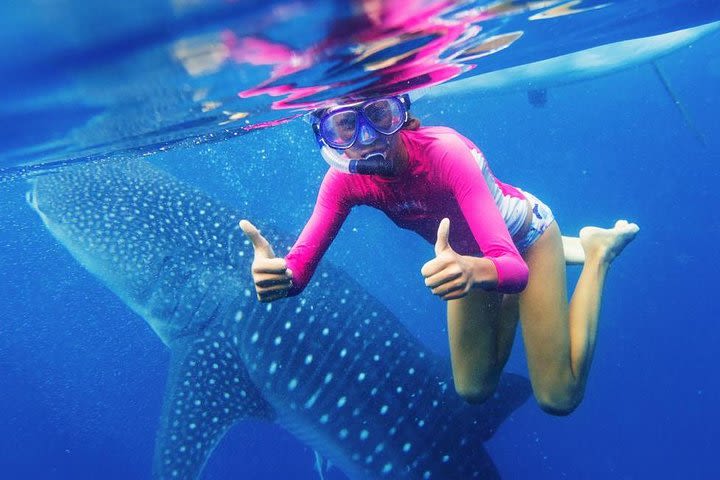 Oslob Whale Shark Swimming and Kawasan Falls Canyoneering image