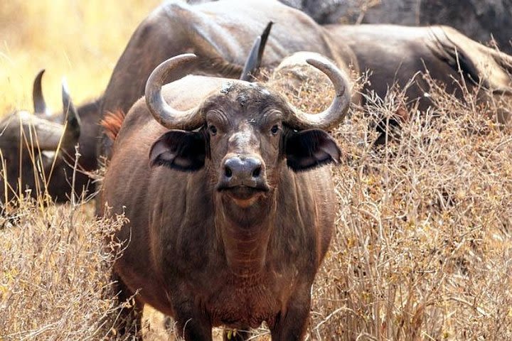 2-Day Tsavo East NP Joining Safari image