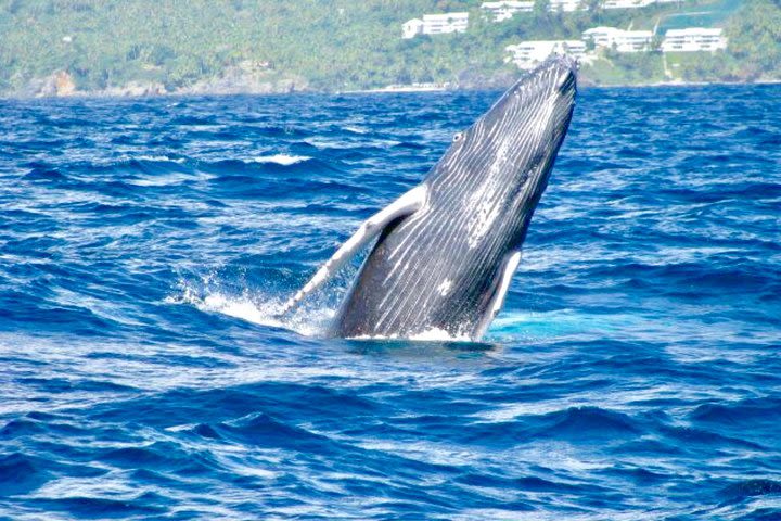 From Punta Cana: Humpback Whales & El Limon Waterfalls National Park image