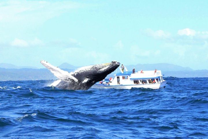 Samaná Whale Watching + Cayo Levantado (Bacardi Island). image