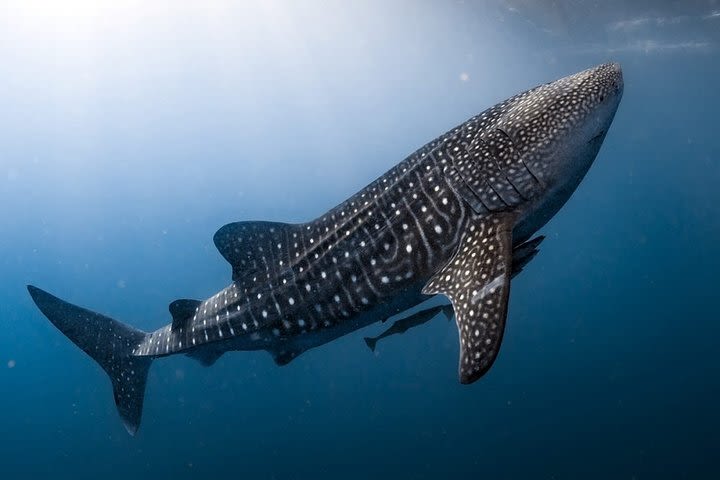 VIP Whale Shark Private Tour image