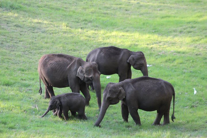 Munnar day tour from Cochin image