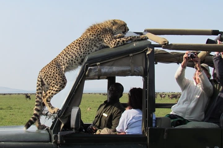 6 Days Amboseli, Lake Naivasha, Masai Mara Jeep Tour image