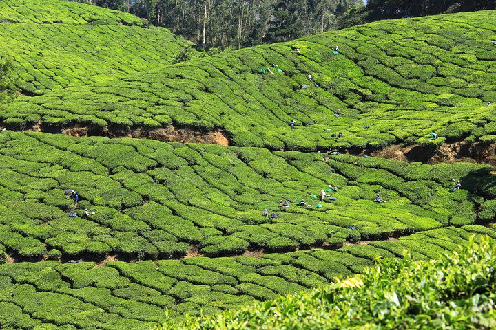 Best of Kerala 7 Days Private Tour from Cochin with Munnar ,Thekkady & Houseboat image