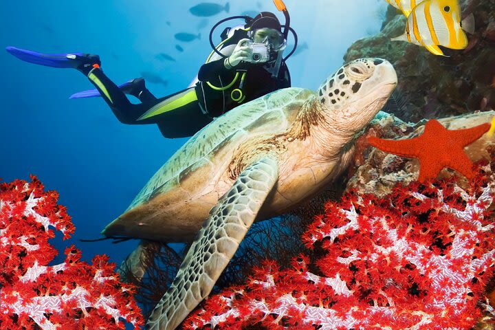 Pro Scuba Diving in Bentota image