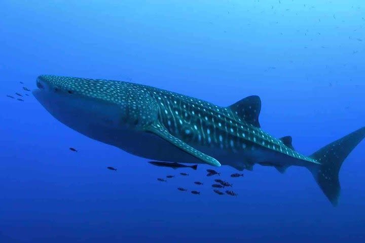 A Lifetime Experience Whale Shark Encounter  image