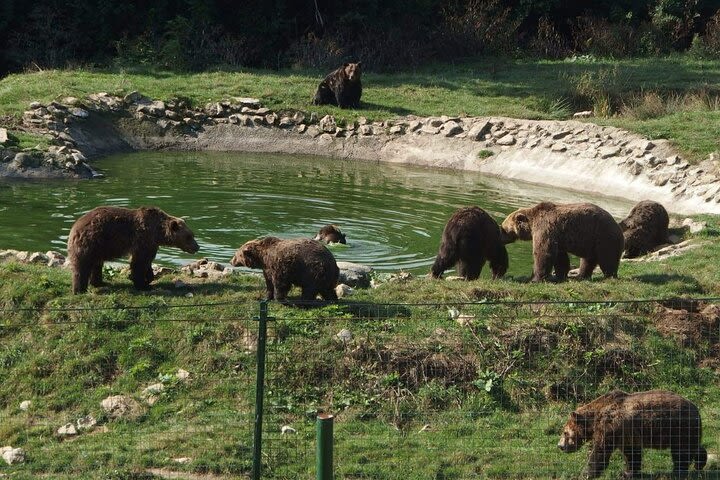 Libearty Bear Sanctuary and Bran Castle in One Day Private Tour from Bucharest image