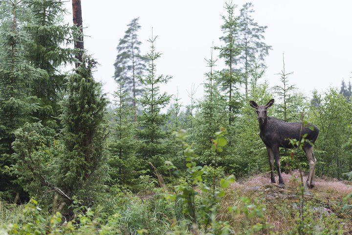 From Stockholm: Wildlife Safari image