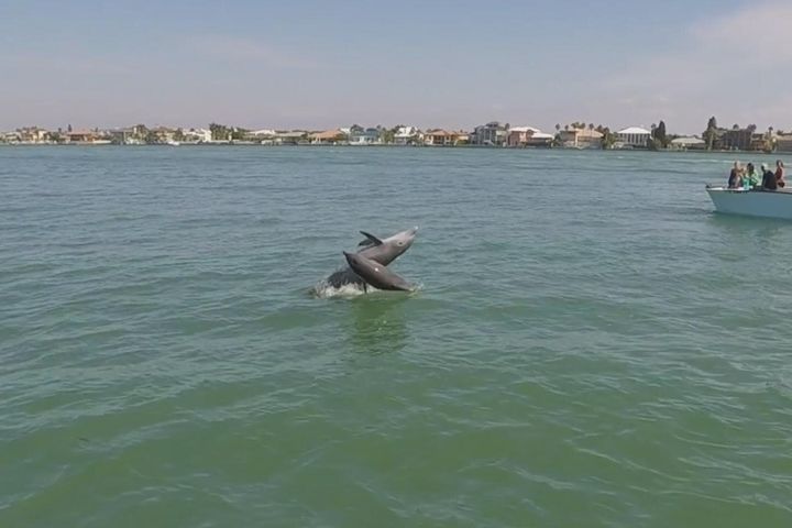 Dolphin Cruise to Shell Key image