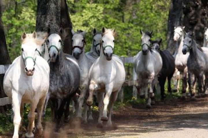 Lipica Stud Farm & Skocjan Caves - Small Group Tour from Trieste image