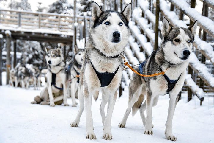 Animal Fun Day with Zoo, Husky Farm & Reindeer Farm Visits image