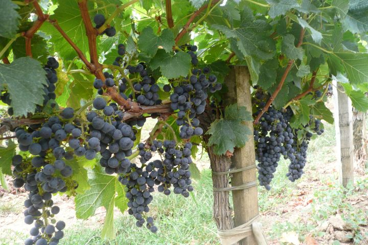 Graves Wine Tour Half Day Trip From Bordeaux (private) image