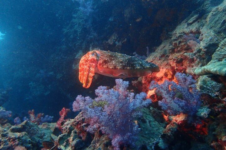 Racha Yai Dive Trip from Phuket image