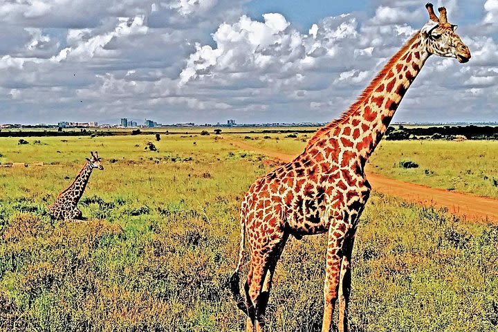 Nairobi National Park and David Sheldrick Elephant Orphanage Tour image