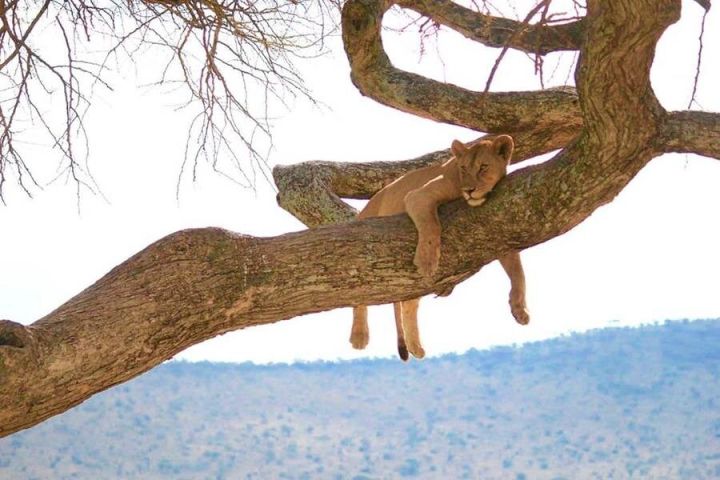 Zanzibar Shores & Lake Manyara Wonders Tour image