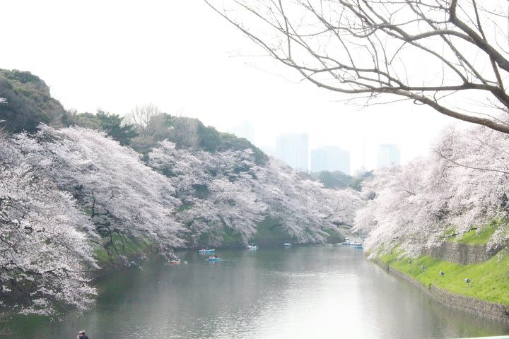 Cherry Blossom E-bike Tour In Tokyo image