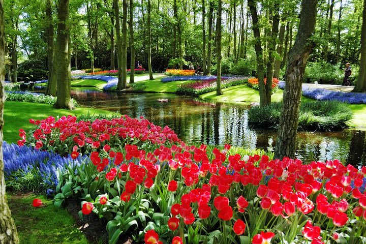 Day Trip to Keukenhof Gardens from Amsterdam image