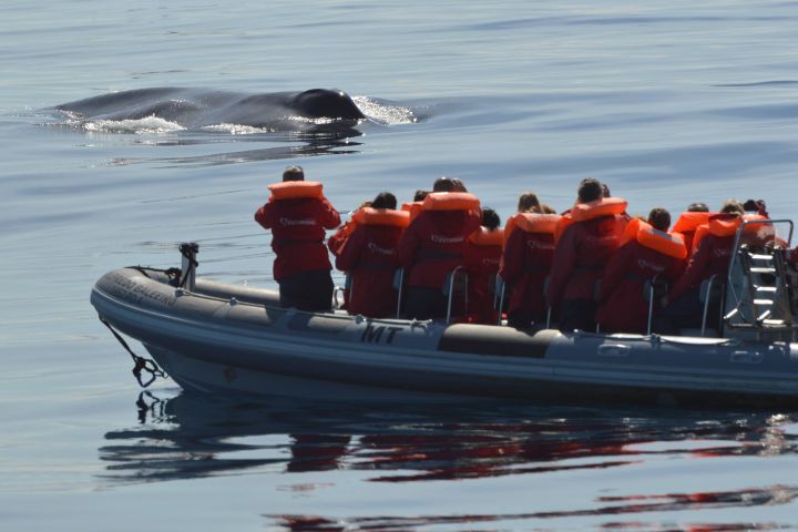 From Ponta Delgada: Whale and Dolphin Watching Experience image