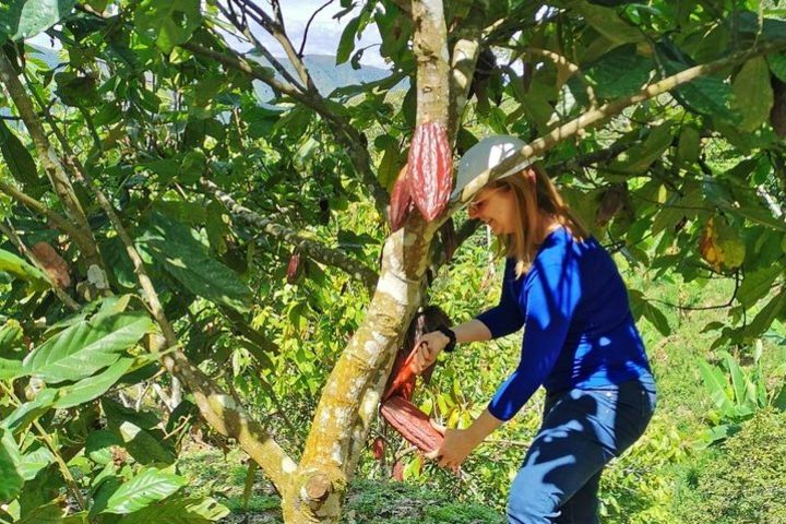 Chocolate Private Tour In Medellin: A Great Farm Experience image