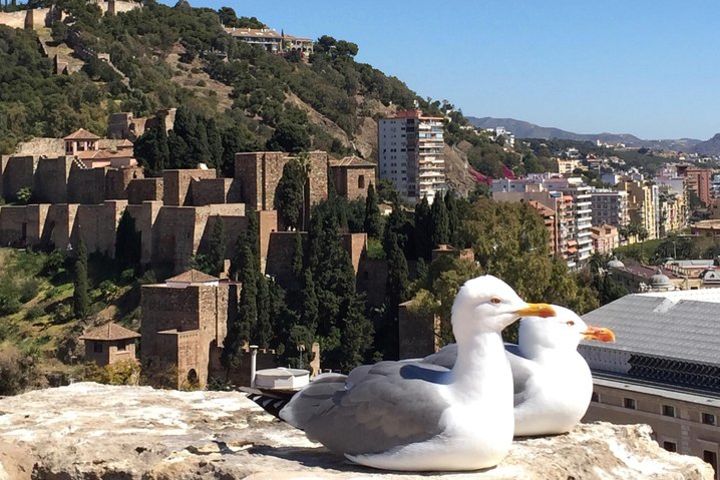 Malaga Highlights Private Walking Tour image