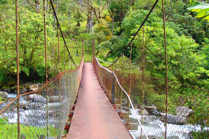 Cloud Forest Wildlife Hike 8:30am (Minimum of 3 people per booking is required) image