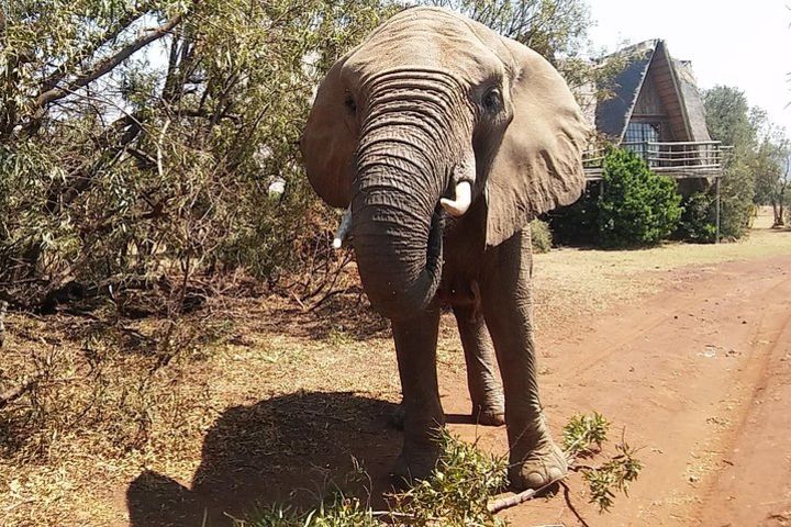 Elephant Walk Guided Tour from Johannesburg image