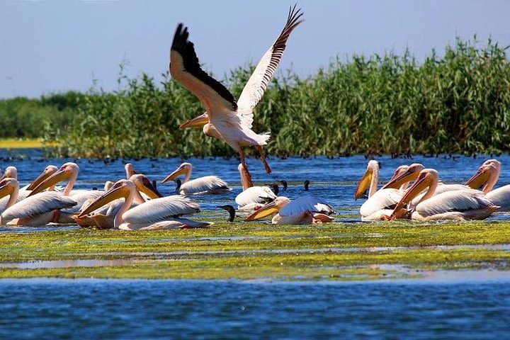 2-Day Private Tour of Danube Delta from Bucharest image