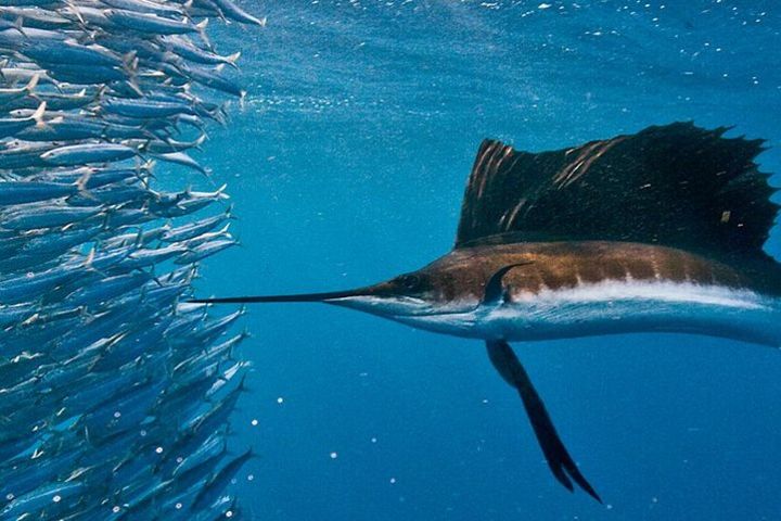 Swim with Sailfish Tour in Isla Mujeres image