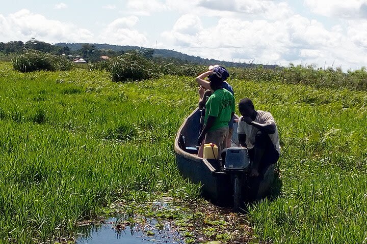 Shoebill stock tracking experience at Mabamba image