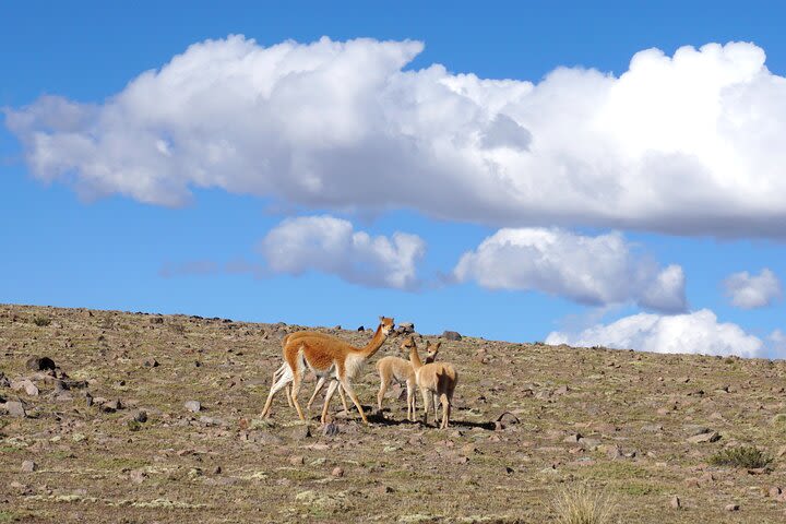 Colca Canyon and Valley of the Volcanoes 3Days nature and culture tour image