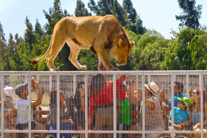 Safari Park Wild Experience in Santiago image