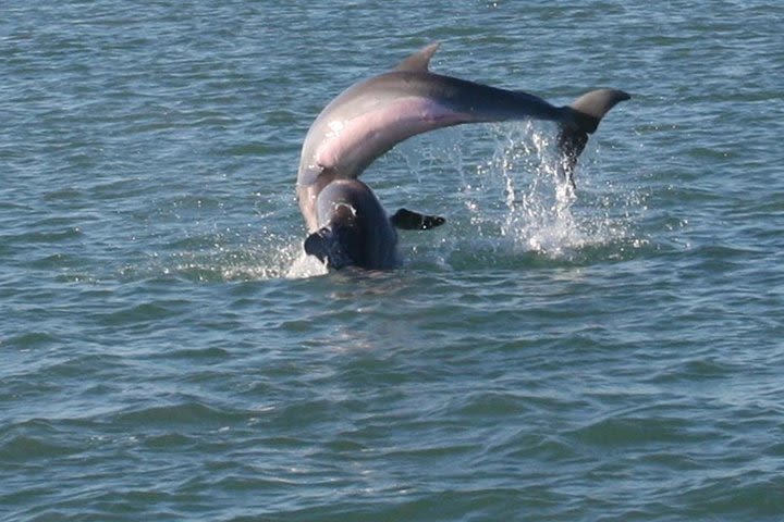 90-Minute Dolphin Watch Tour of South Padre Island image