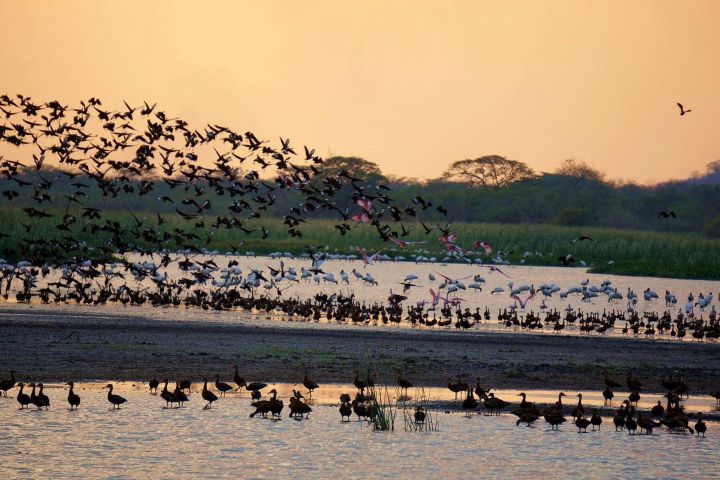 Palo Verde Boat Safari image