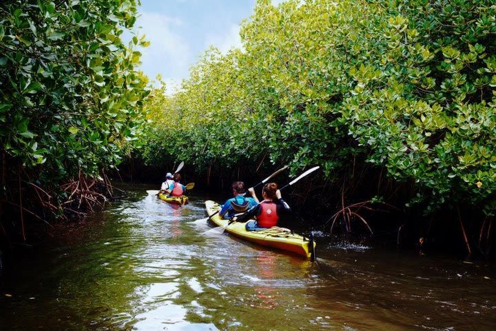 Night Kayaking At Swaraj Dweep (Havelock), Andamans image