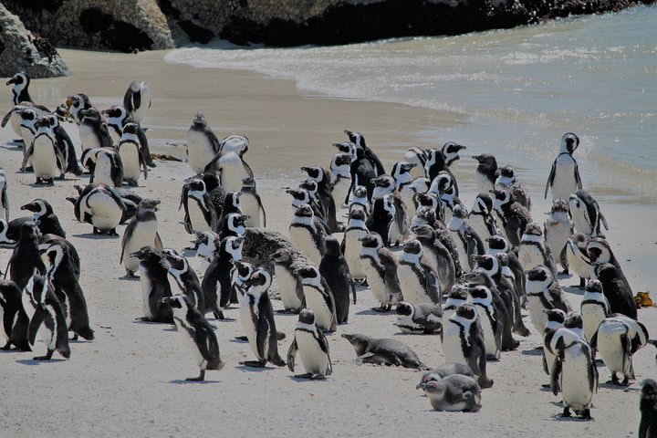 Supersaver: Cape of Good Hope and Cape Point Day Tour from Cape Town image