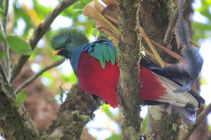 Cloud Forest Guided Tour image