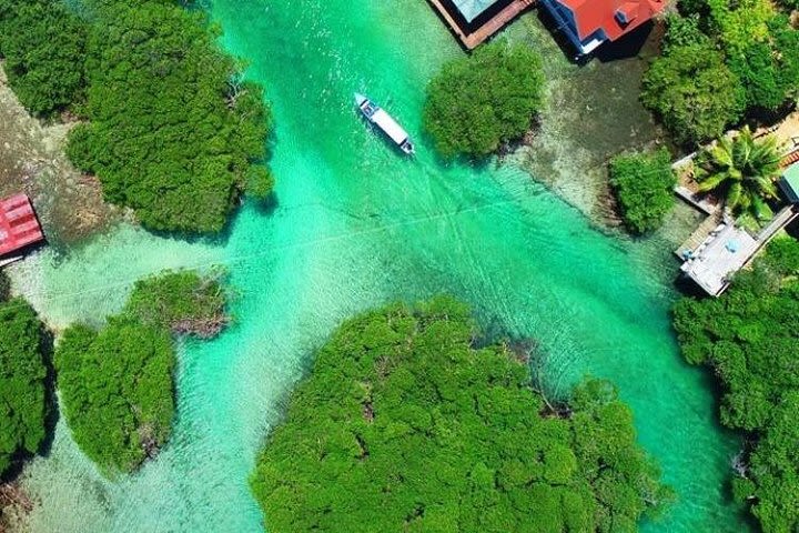 Monkeys and sloth hangout plust a relax Day at Private Beach Club  image