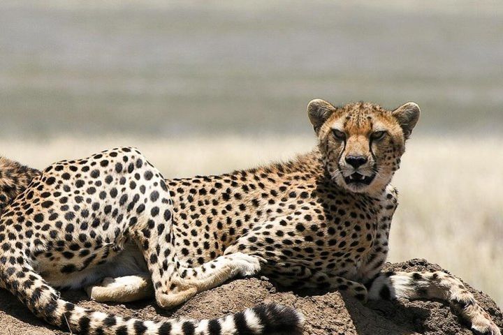 5 Day Lodge Safari - Lake Manyara, Ngorongoro Crater & Serengeti National Park image