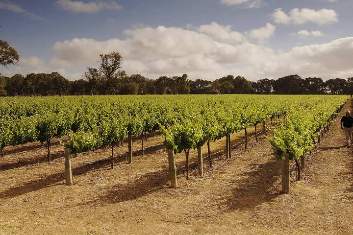 Private Langhorne Creek Wine Region Tour from Adelaide image